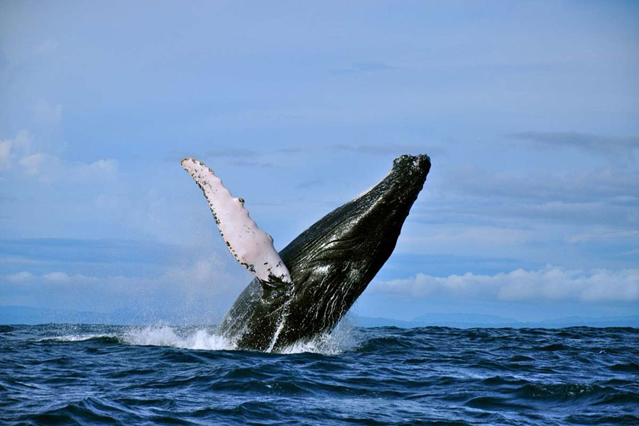 Dnde ver ballenas y delfines??? en libertad! Playas del mundo